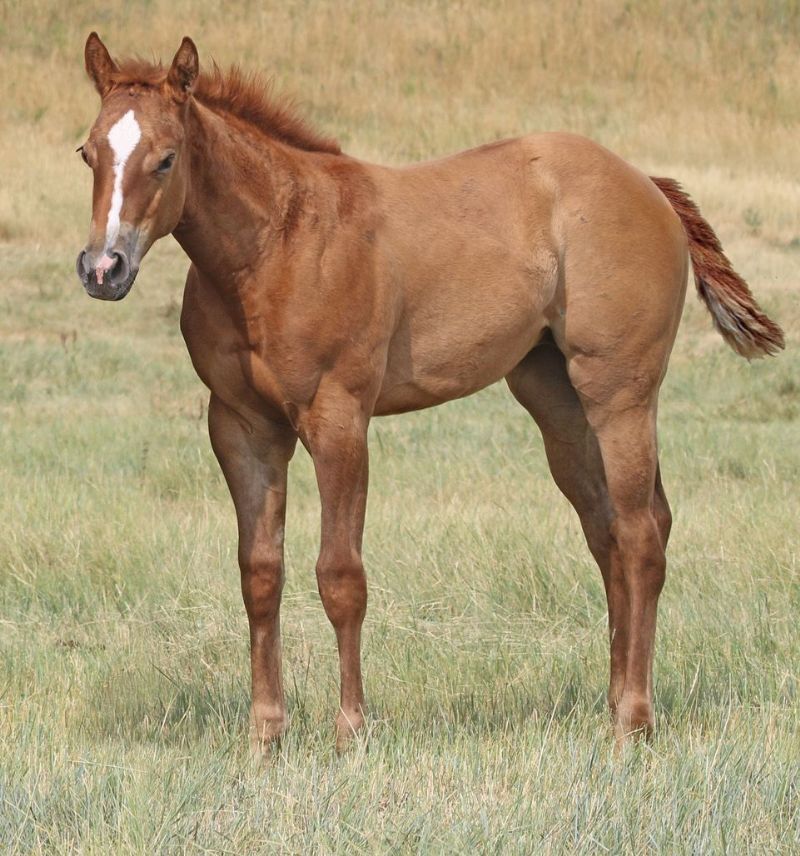 042 - French Sugargin filly